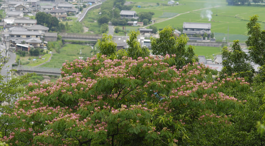 _dsc0008_749.jpg
